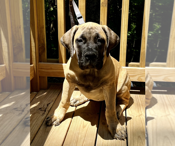 Medium Photo #1 Boerboel Puppy For Sale in GREENEVILLE, TN, USA
