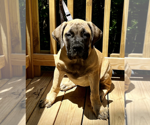Boerboel Puppy for sale in GREENEVILLE, TN, USA