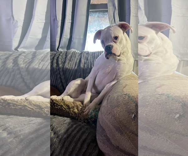 Medium Photo #2 Boxer Puppy For Sale in Woodbury, MN, USA