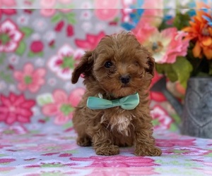 Cavapoo Puppy for sale in LANCASTER, PA, USA