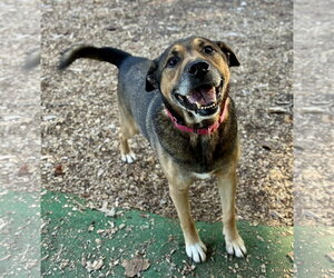 Gilbert - Male Mutt Dog for Adoption - Photo #2
