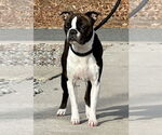 Small #2 Boston Terrier