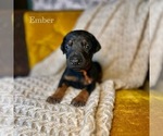 Puppy Ember Doberman Pinscher