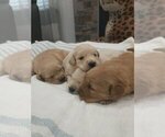 Small #9 English Cream Golden Retriever