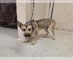 Small German Shepherd Dog Mix