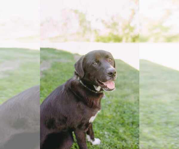 Medium Photo #6 Borador Puppy For Sale in Princeton, MN, USA