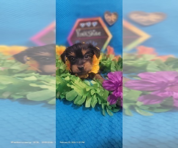 Medium Photo #52 Yorkshire Terrier Puppy For Sale in AKRON, OH, USA