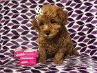 Small Photo #7 Goldendoodle (Miniature) Puppy For Sale in CEDAR LANE, PA, USA