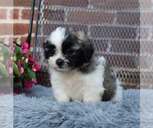Mal-Shi Puppy for sale in MADISON, WI, USA