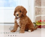 Small #2 Goldendoodle (Miniature)