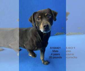 Chihuahua Mix Dog for Adoption in Calgary, Alberta Canada