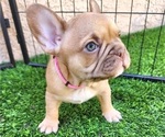Small #10 French Bulldog