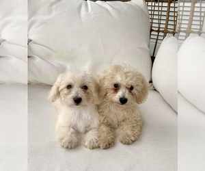Bichpoo Puppy for sale in ETNA GREEN, IN, USA