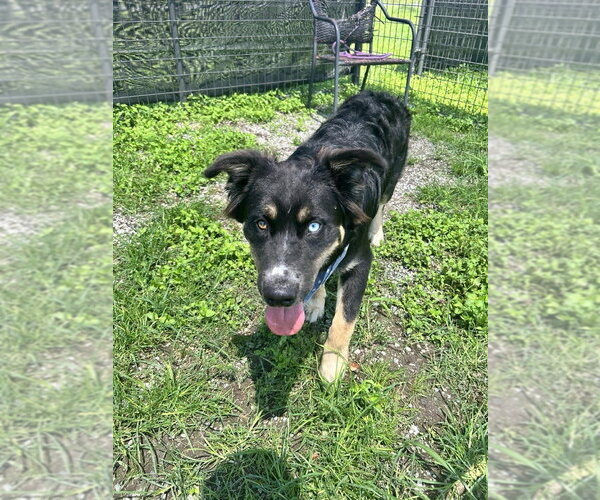 Medium Photo #2 Mutt Puppy For Sale in Abbeville, LA, USA
