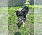 Small #1 Mutt