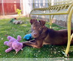 Small #3 Mutt
