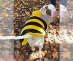 Small #14 American Staffordshire Terrier Mix