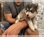 Small Photo #14 Siberian Husky Puppy For Sale in KANSAS CITY, MO, USA