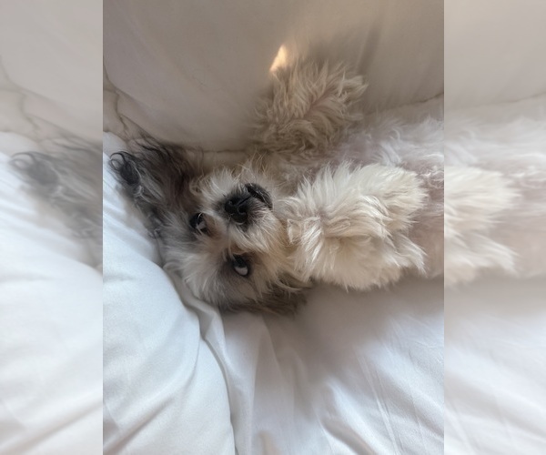 Medium Photo #5 Zuchon Puppy For Sale in LAS VEGAS, NV, USA