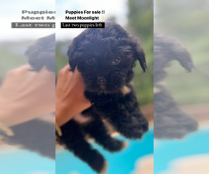 YorkiePoo Puppy for sale in MABLETON, GA, USA