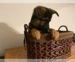Small Photo #8 German Shepherd Dog Puppy For Sale in BEDFORD, IN, USA