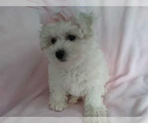 Bichon Frise Puppy for sale in LAUREL, MS, USA