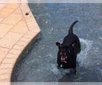 Small #56 Labrador Retriever Mix