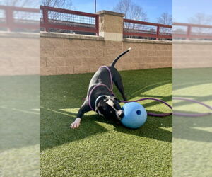 American Pit Bull Terrier Dogs for adoption in Derwood, MD, USA