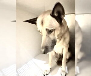 German Shepherd Dog Dogs for adoption in Houston, TX, USA
