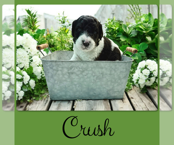 Medium Photo #3 Bernedoodle-Poodle (Standard) Mix Puppy For Sale in MENIFEE, CA, USA