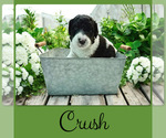 Small #2 Bernedoodle-Poodle (Standard) Mix