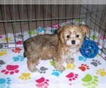 Small #11 Morkie