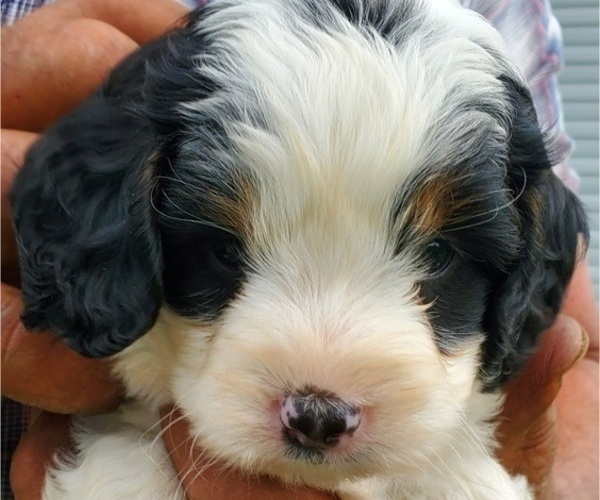 Medium Photo #33 Bernedoodle (Miniature) Puppy For Sale in LEETONIA, OH, USA