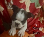 Small #1 Faux Frenchbo Bulldog