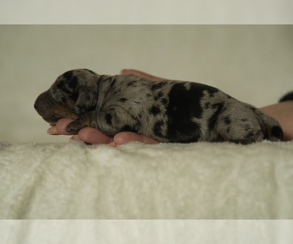 Medium Photo #1 Dachshund Puppy For Sale in NEVADA CITY, CA, USA