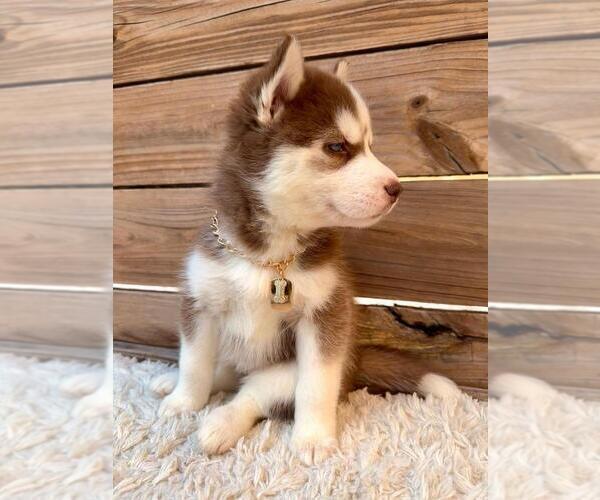 Medium Photo #4 Siberian Husky Puppy For Sale in TAMPA, FL, USA