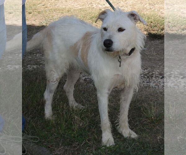 Medium Photo #2 Airedale Terrier-Irish Terrier Mix Puppy For Sale in Bandera, TX, USA