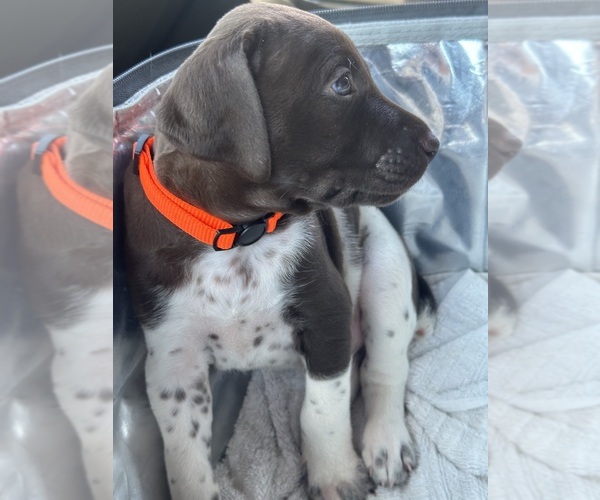 Medium Photo #4 German Shorthaired Pointer Puppy For Sale in PLACERVILLE, CA, USA