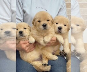 Golden Retriever Puppy for sale in RIVERSIDE, CA, USA