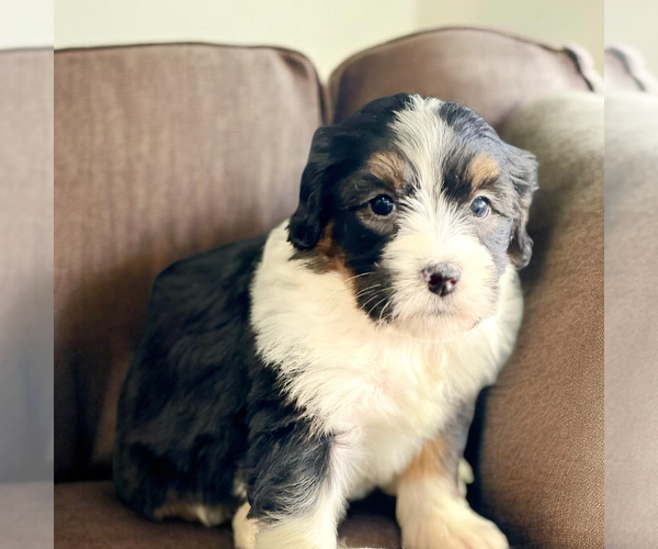 Medium Photo #2 Bernedoodle (Miniature) Puppy For Sale in DUNDEE, OH, USA