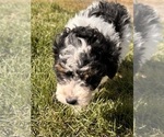 Small Photo #9 Miniature Bernedoodle Puppy For Sale in LONGMONT, CO, USA