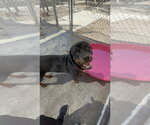 Small #4 Rottweiler
