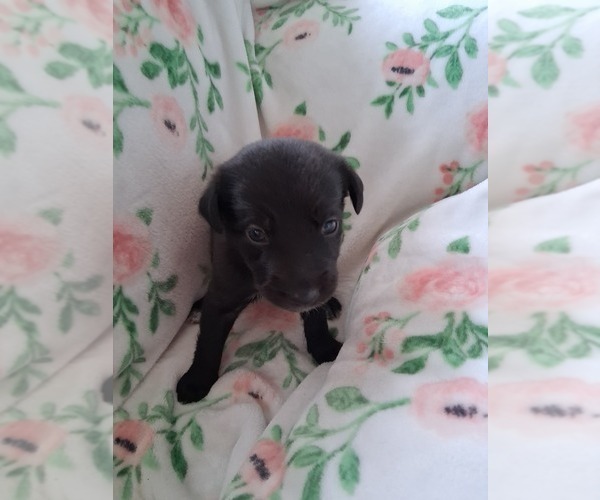 Medium Photo #6 German Malinois Puppy For Sale in FITZGERALD, GA, USA