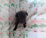 Small #5 German Malinois
