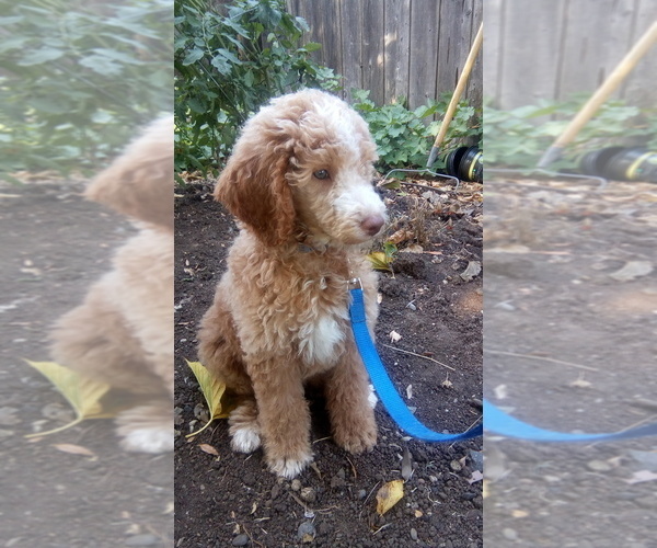 Medium Photo #1 Poodle (Standard) Puppy For Sale in CORNING, CA, USA