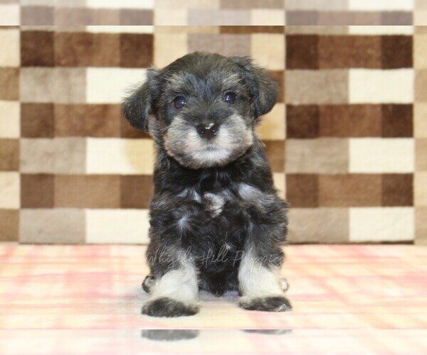 Medium Photo #3 Schnauzer (Miniature) Puppy For Sale in DENVER, PA, USA