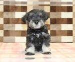Small #2 Schnauzer (Miniature)