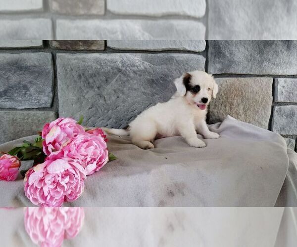 Medium Photo #7 Poodle (Miniature)-Saint Bernard Mix Puppy For Sale in SUGARCREEK, OH, USA
