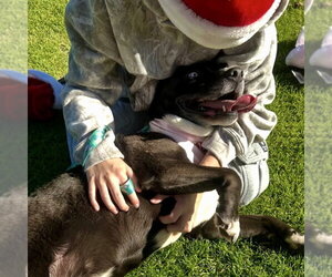 Stormie - Female Mutt Dog for Adoption - Photo #2