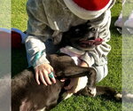 Small Photo #2 Mutt Puppy For Sale in San Juan Capistrano, CA, USA